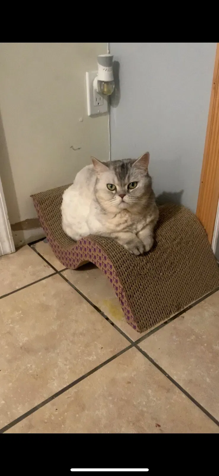 Lost cat in Danbury, CT, 6811