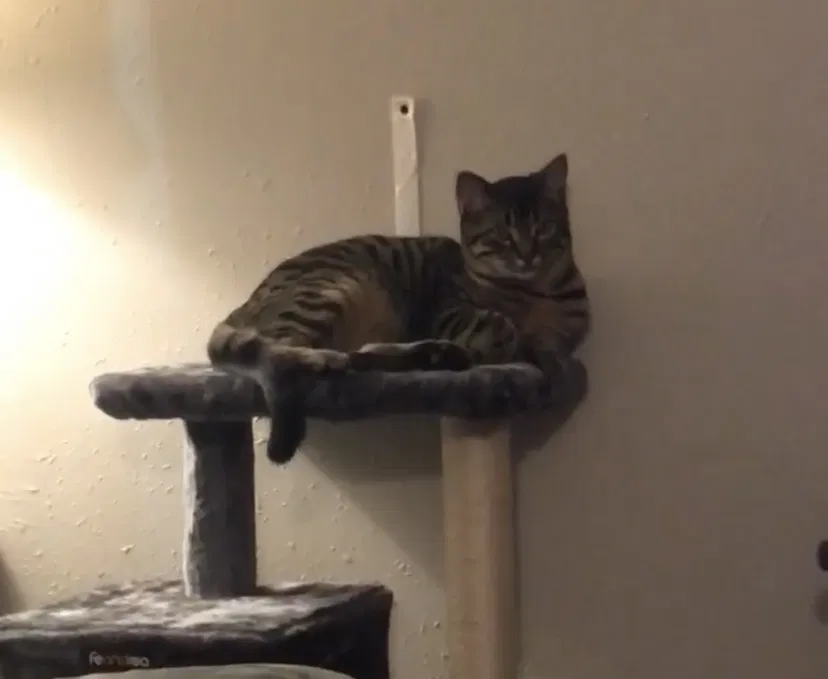 Lost cat in Tulsa, OK, 74110