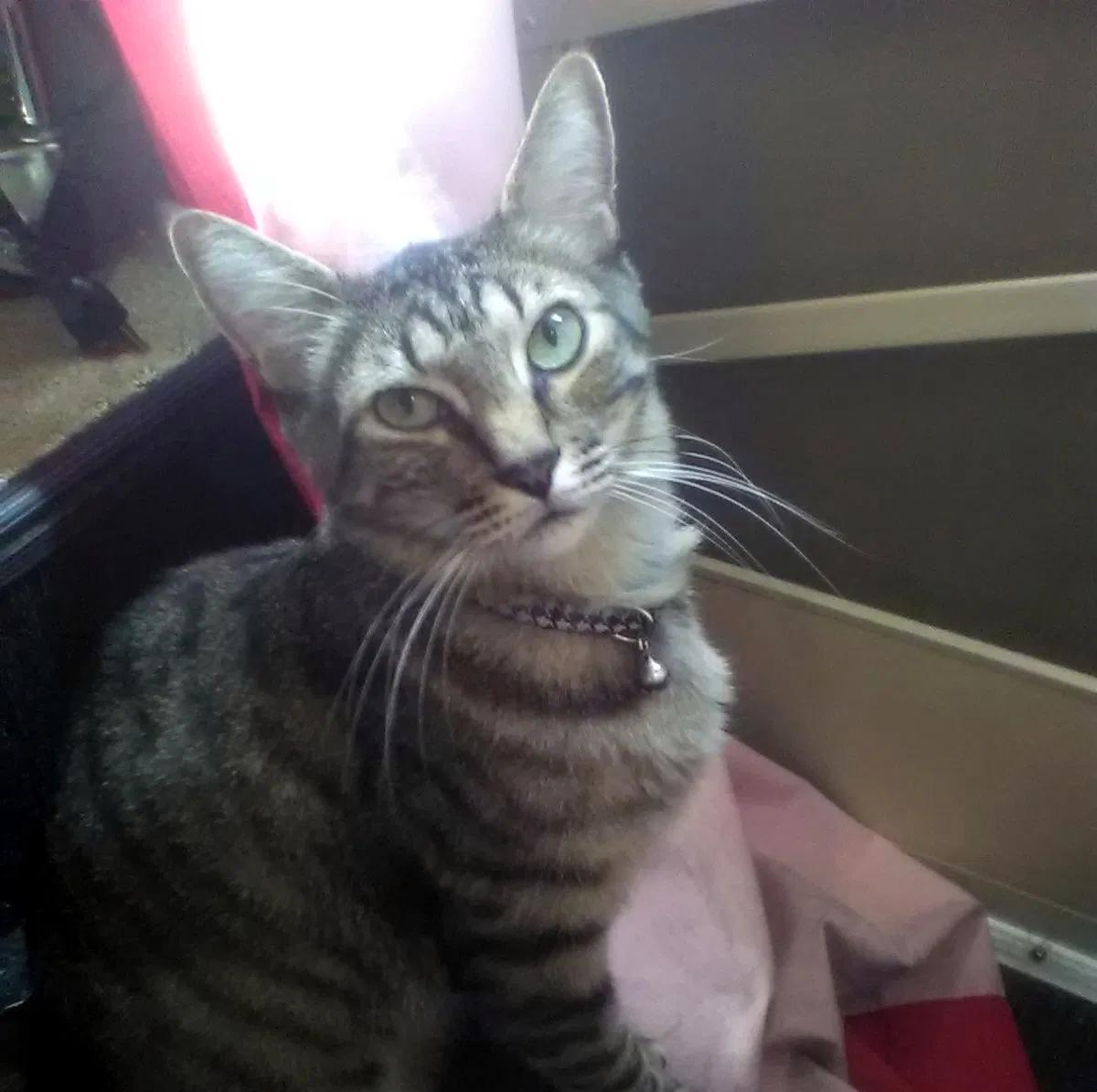 Lost cat in Palm Springs, CA, 92264