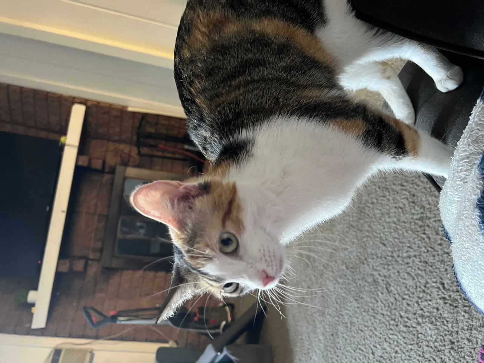 Lost cat in El Cajon, CA, 92020