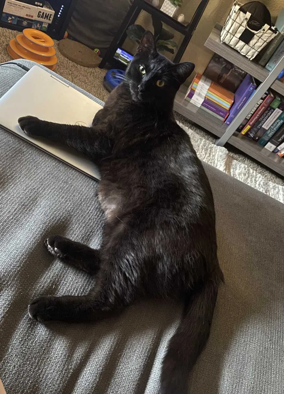 Lost cat in Pueblo, CO, 81008