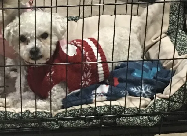 Lost dog in Pinon Hills, CA, 92372