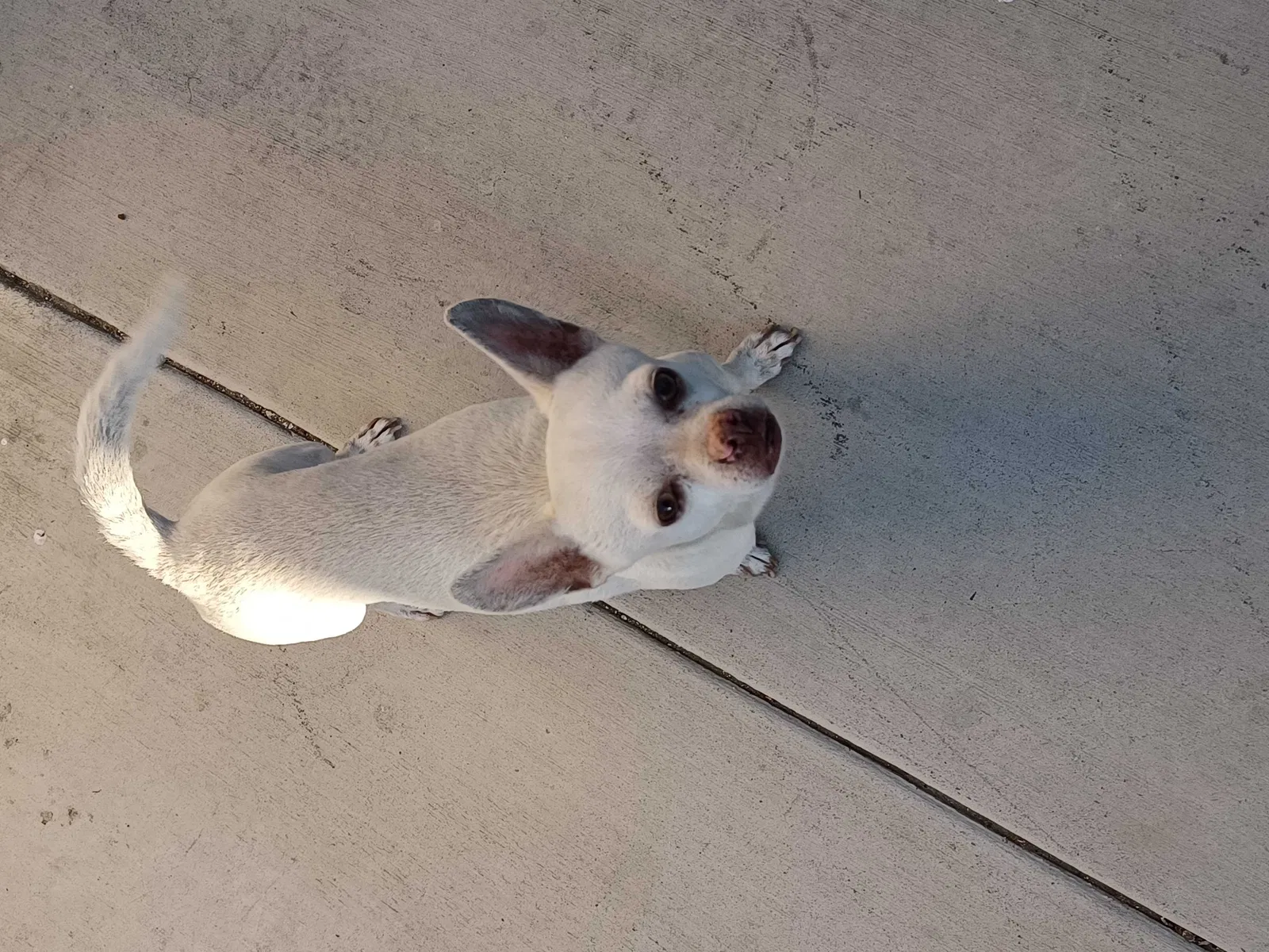 Lost dog in Fontana, CA, 92335