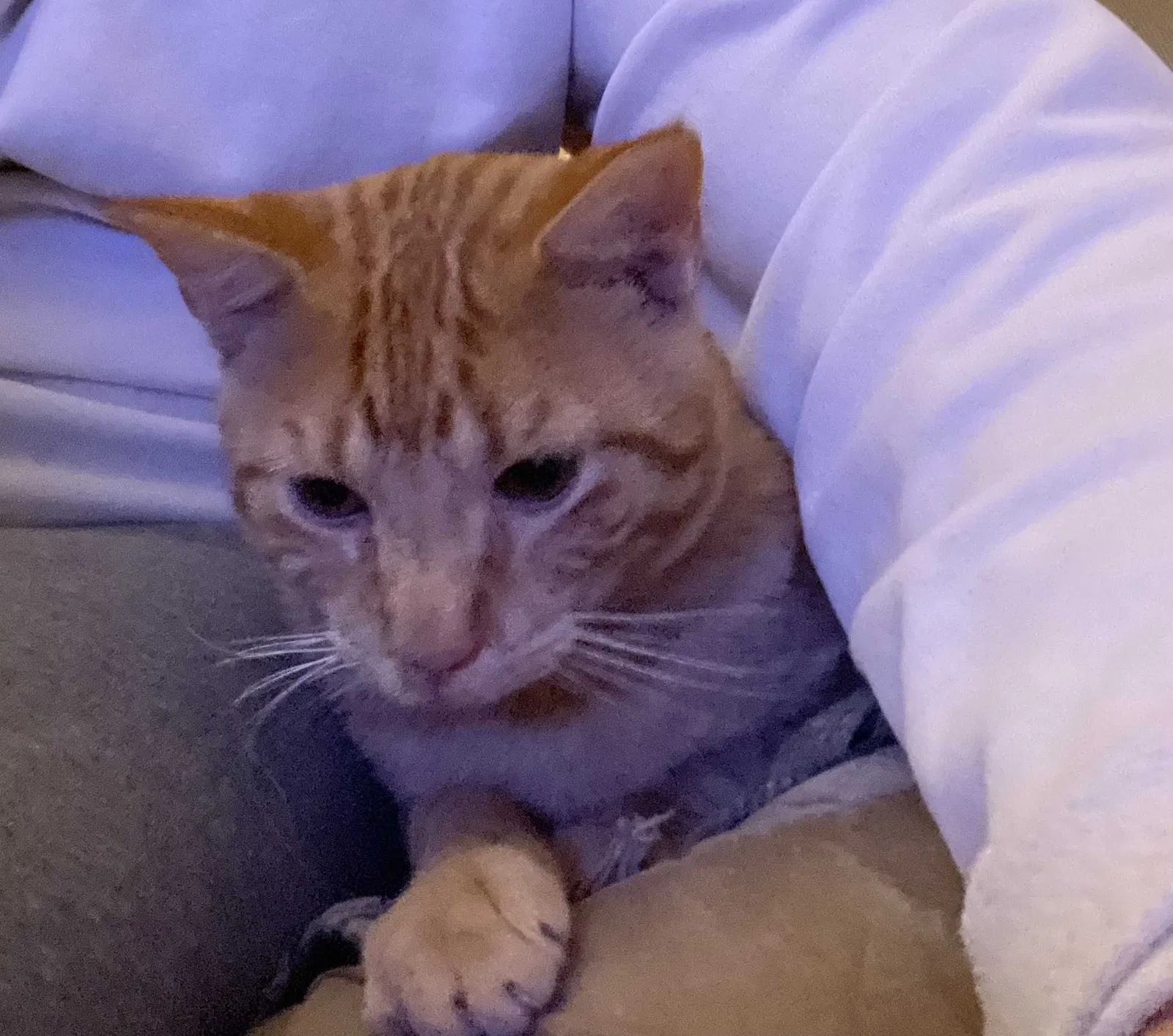 Lost cat in Garland, TX, 75043