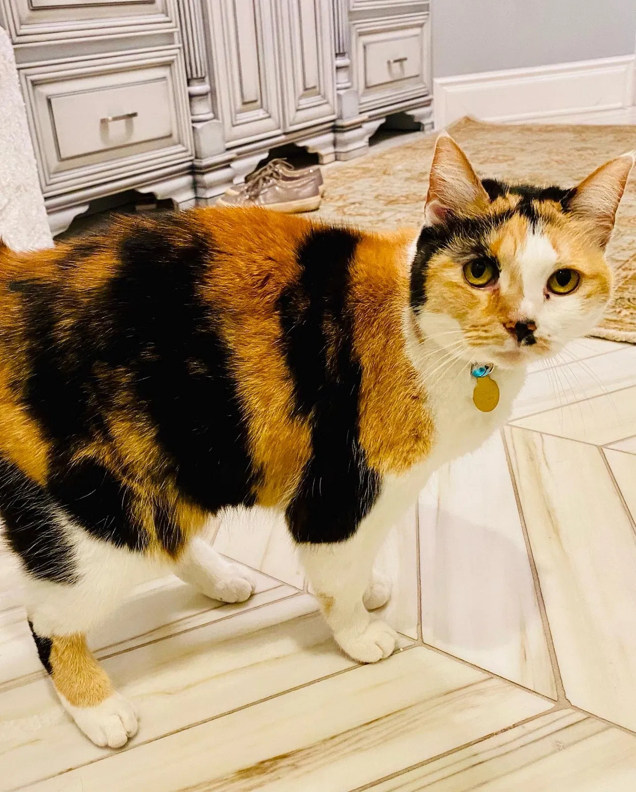 Lost cat in Charlotte, NC, 28203