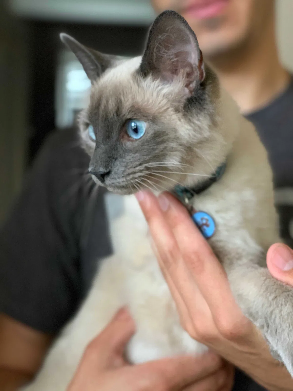 Lost cat in Alameda, CA, 94501