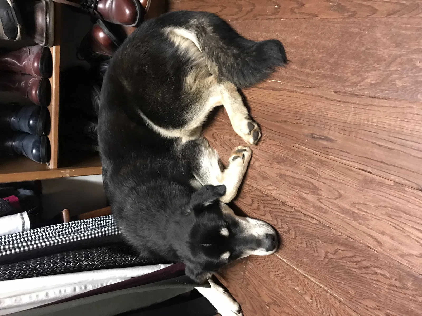 Found dog in Oklahoma City, OK, 73132