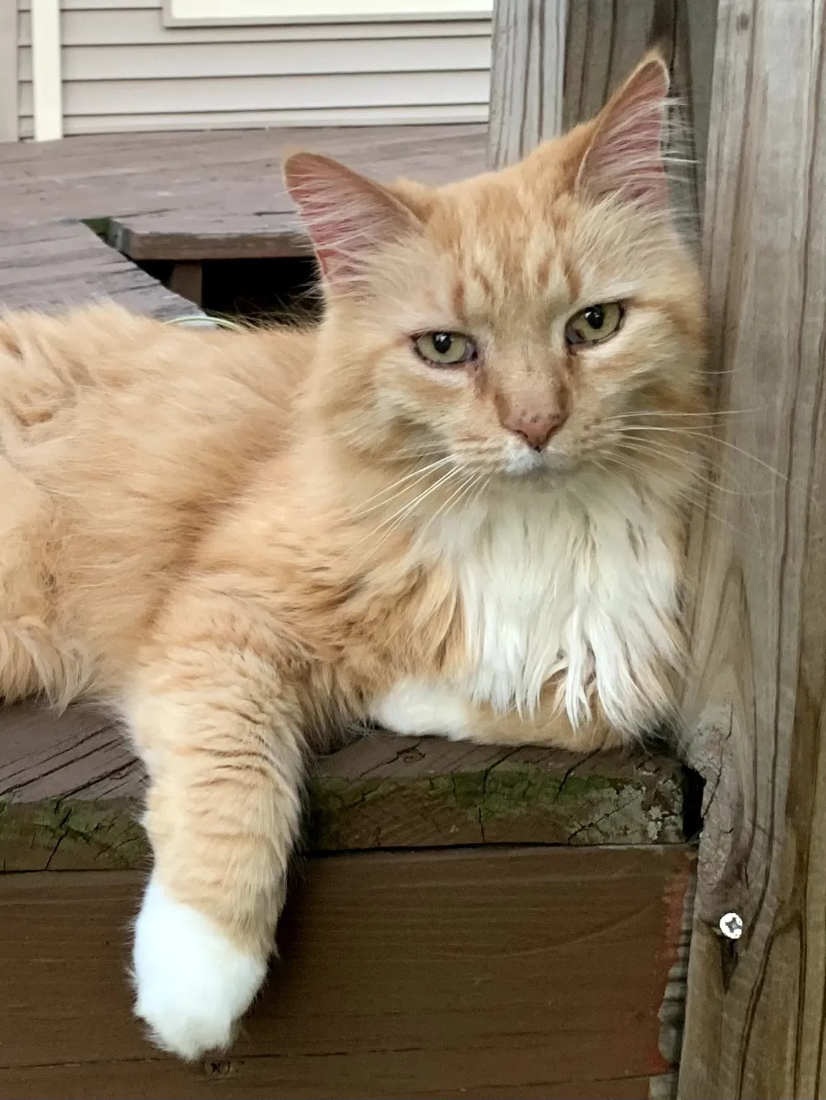 Lost cat in Powell, OH, 43065
