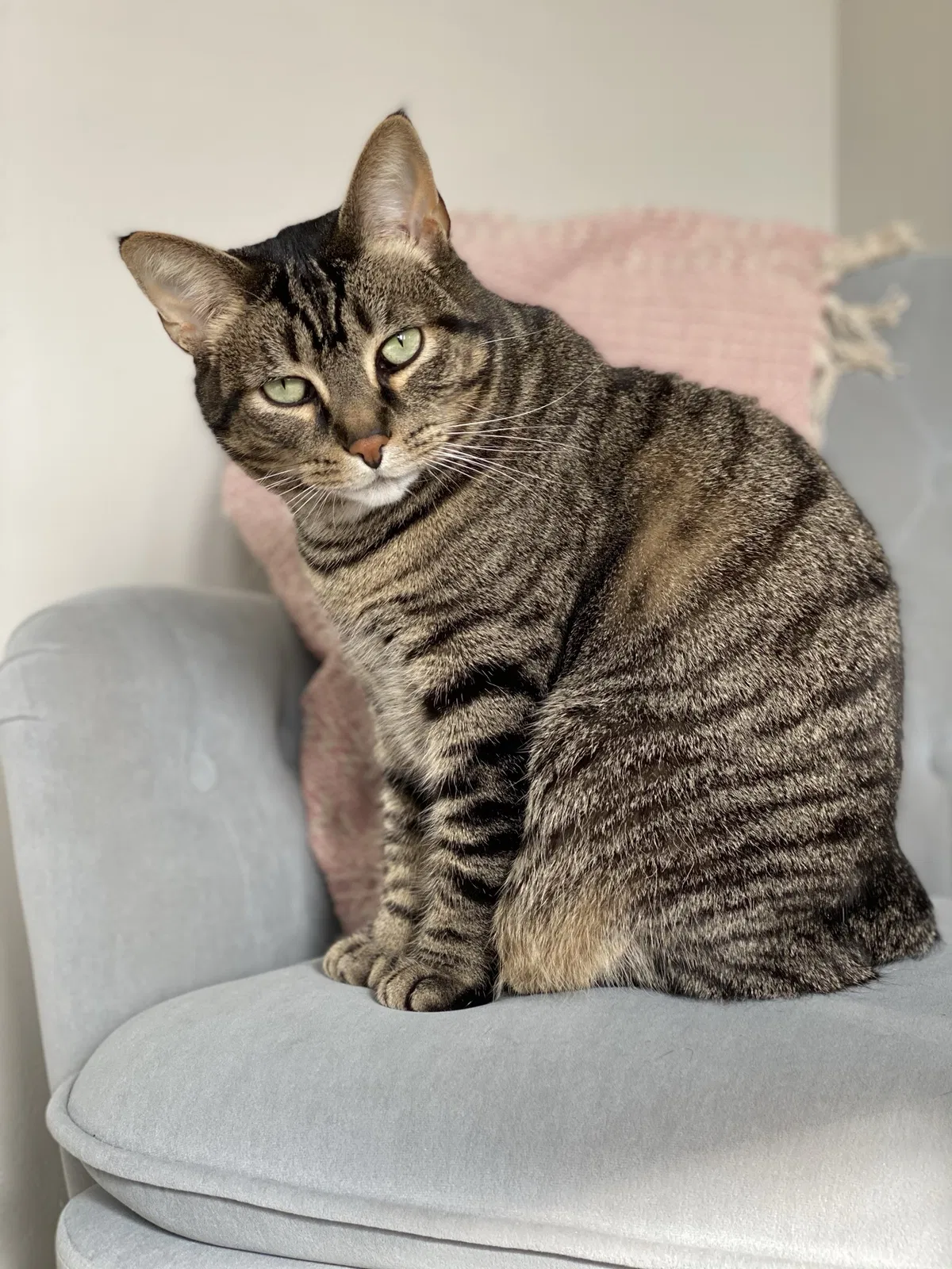 Lost cat in Pittsburgh, PA, 15216