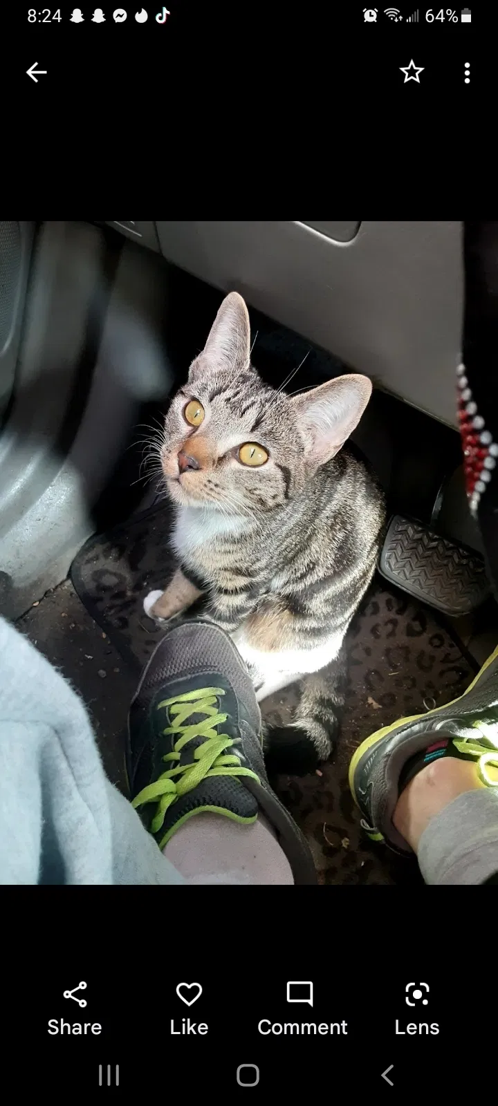Lost cat in Oak Ridge, TN, 37830