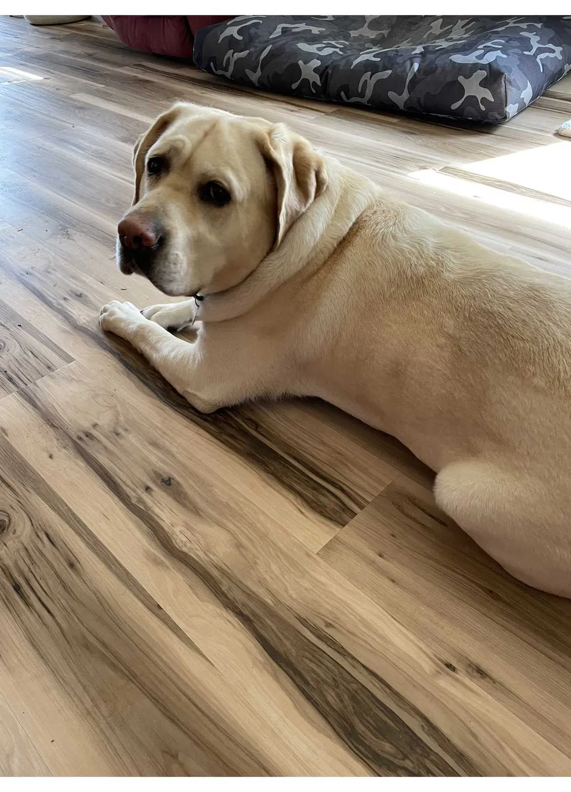 Lost dog in Boise, ID, 83705