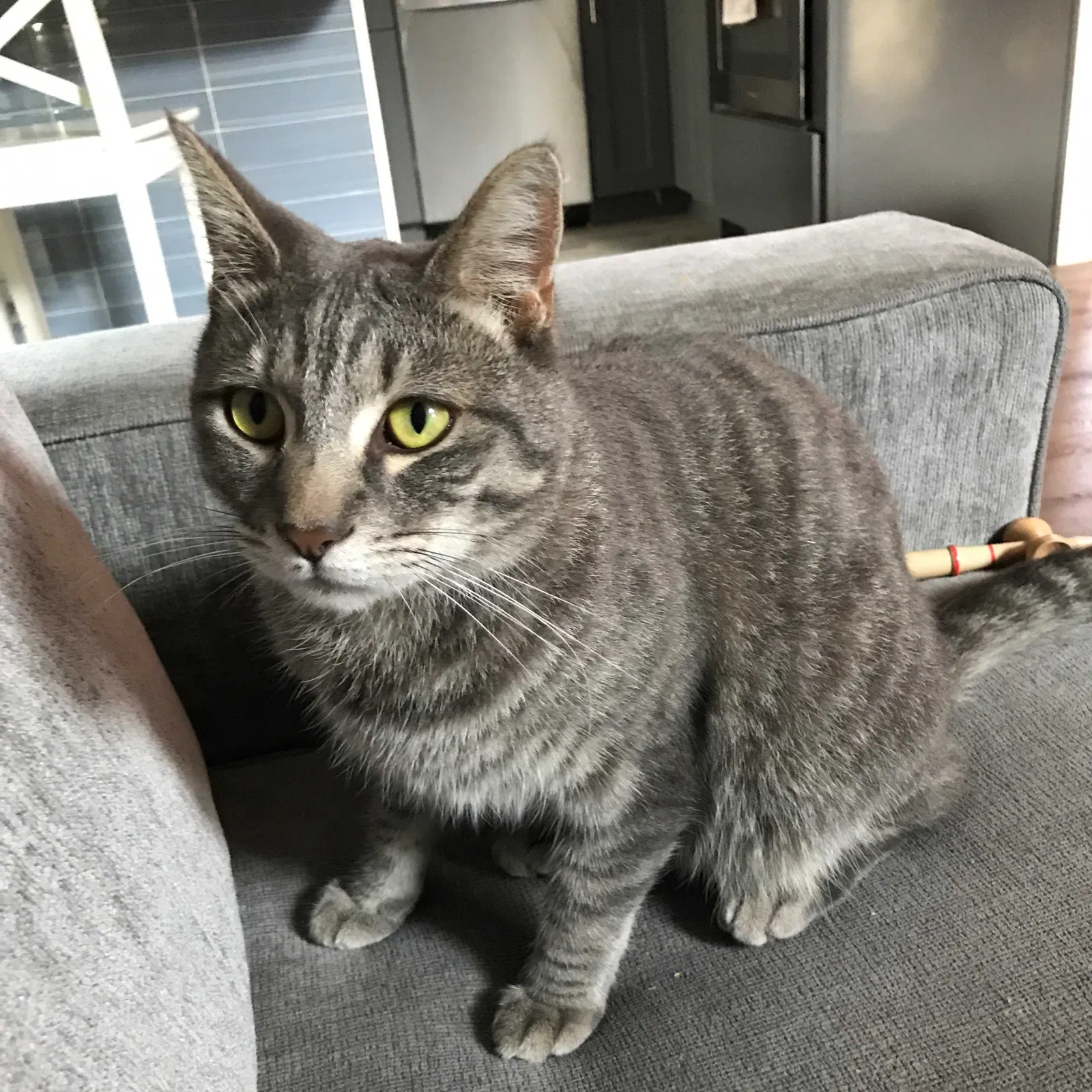 Lost cat in Vallejo, CA, 94591