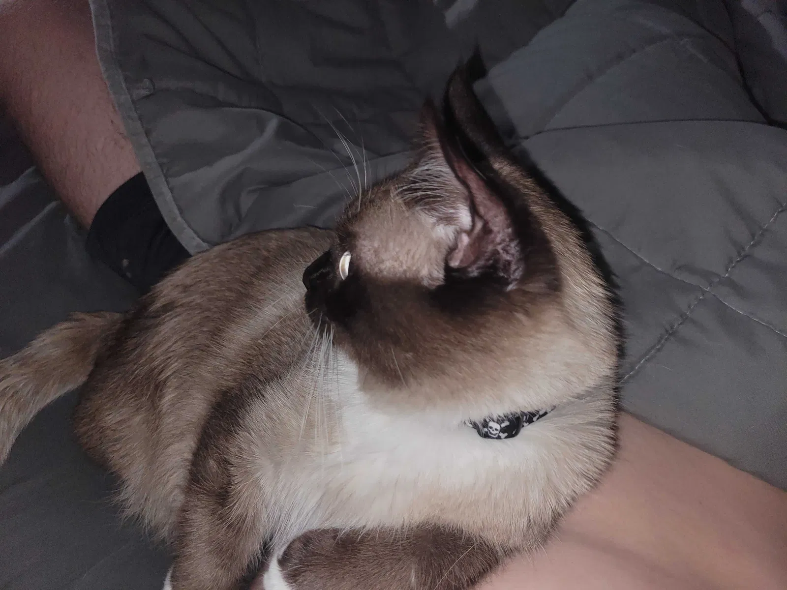 Lost cat in Broken Arrow, OK, 74012