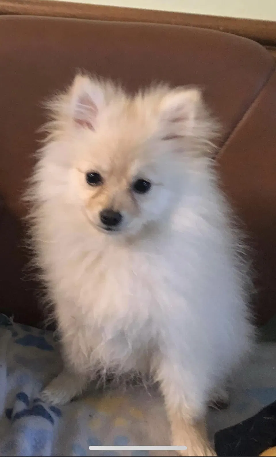 Lost dog in Shepherdsville, KY, 40165