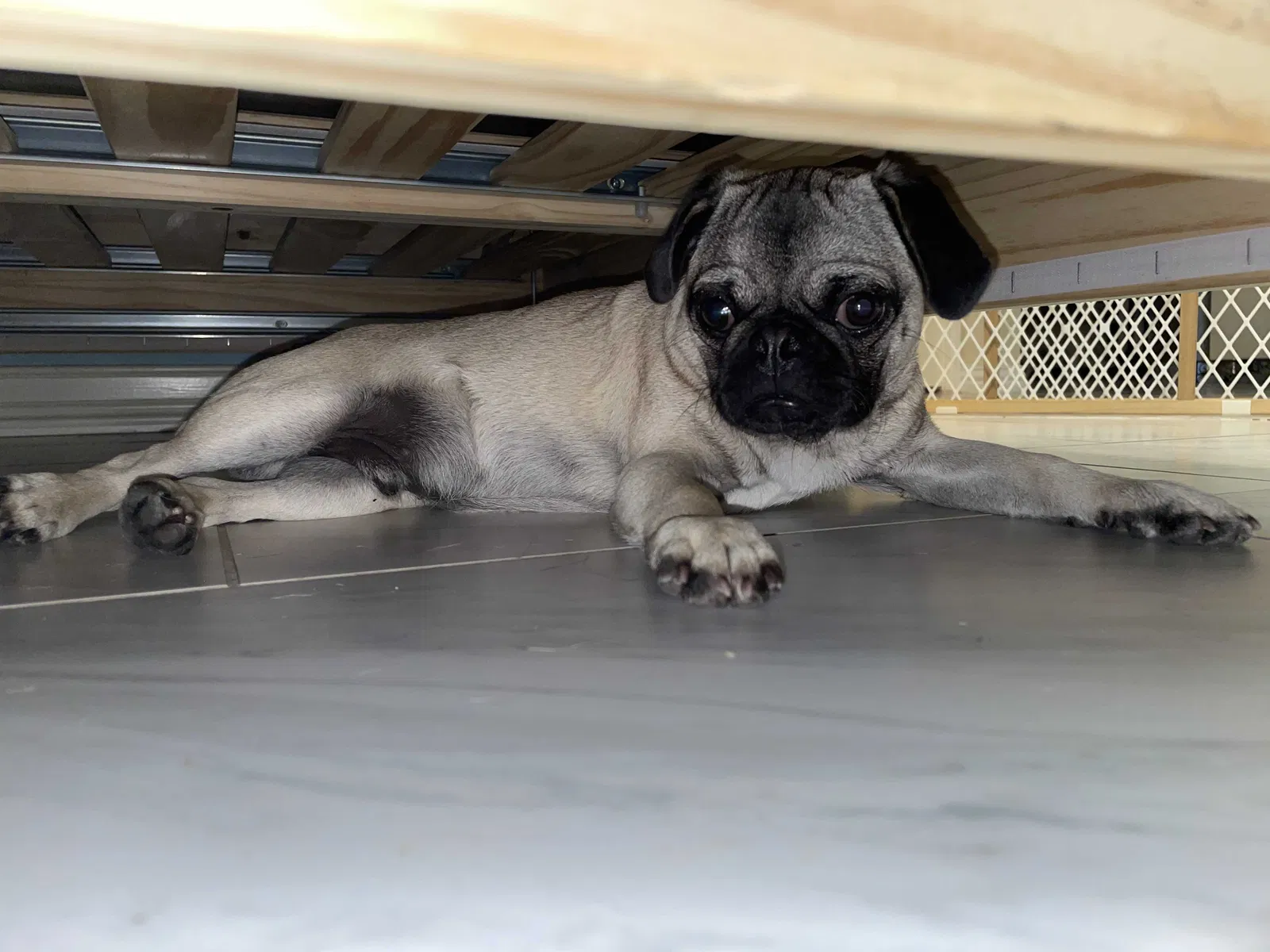 Lost dog in Channelview, TX, 77530