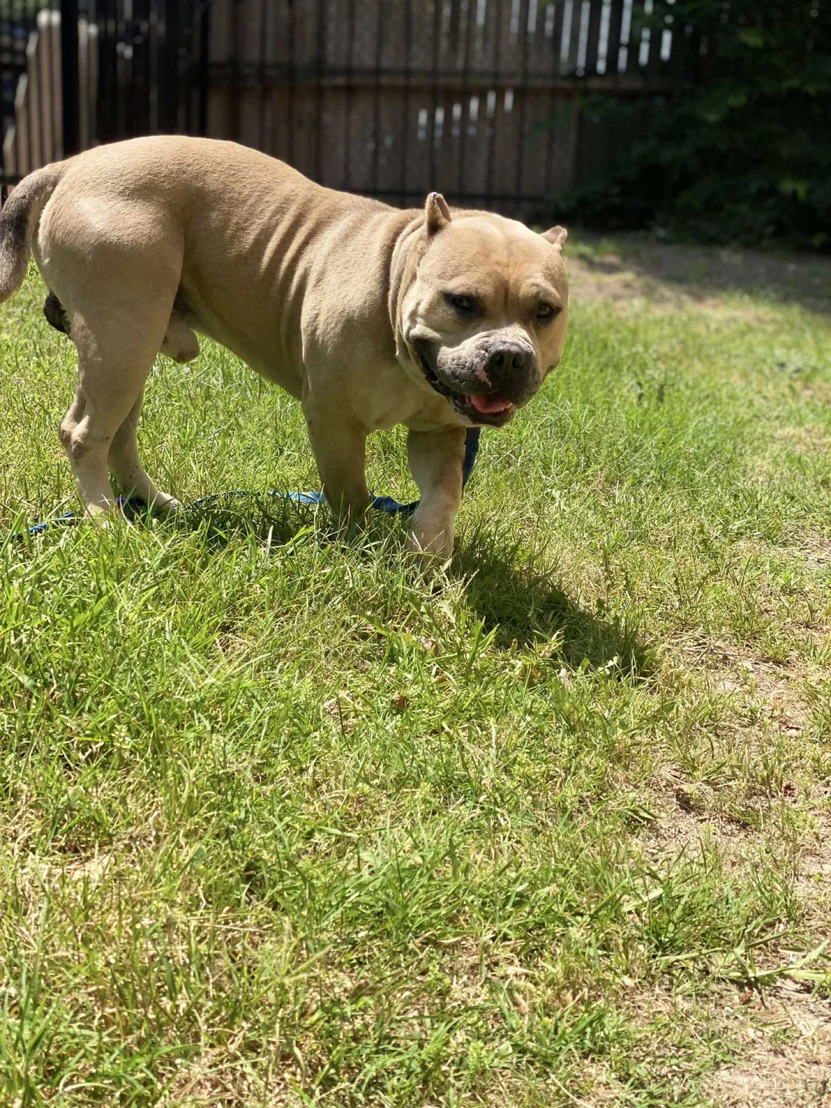 Lost dog in Dallas, TX, 75243