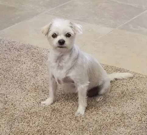 Lost dog in Coeur D Alene, ID, 83814