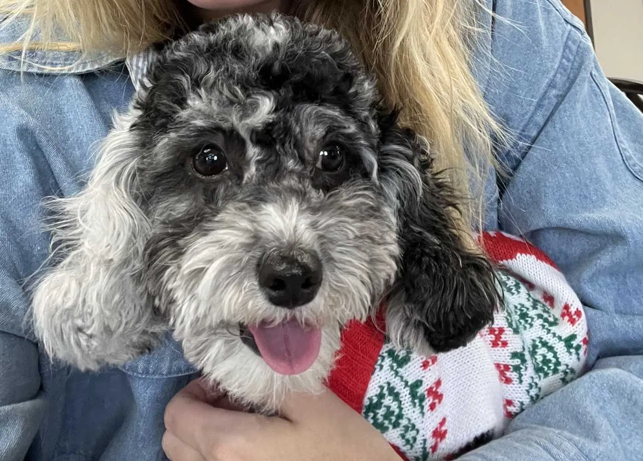 Lost dog in Amarillo, TX, 79106