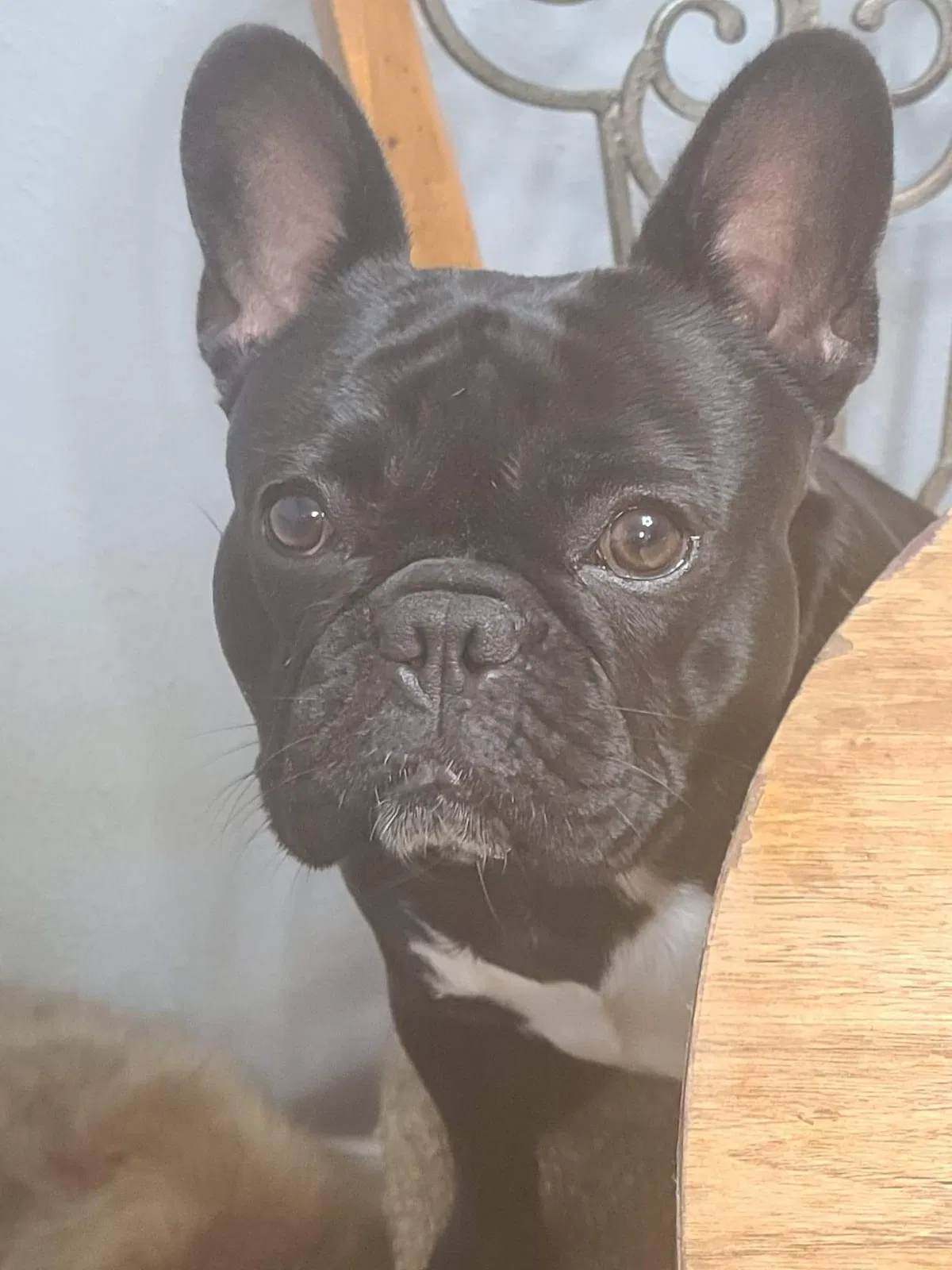 Lost dog in Cleburne, TX, 76033