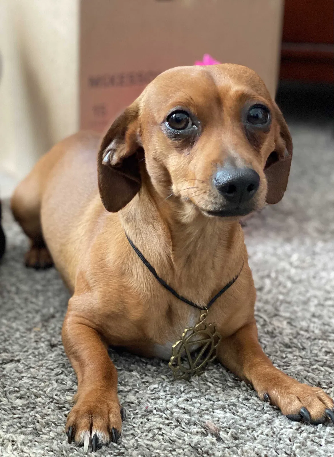 Lost dog in Houston, TX, 77003