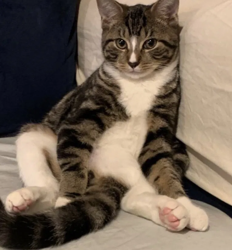 Lost cat in Staten Island, NY, 10301