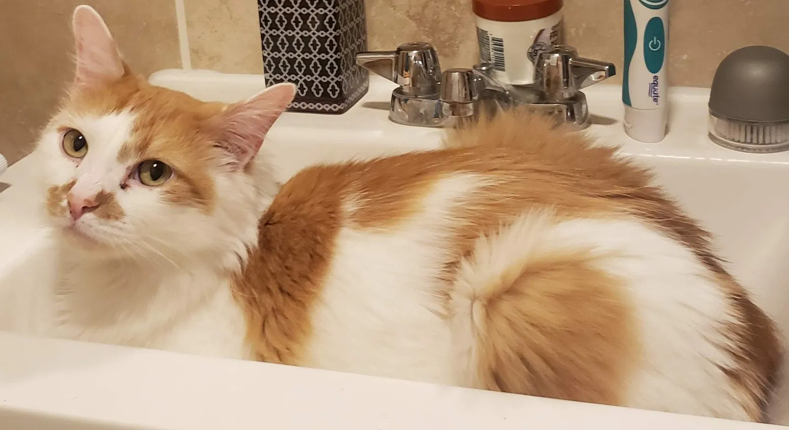 Lost cat in Charleston, WV, 25311