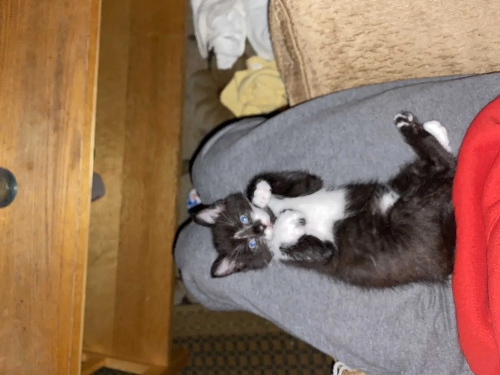 Lost cat in Smyrna, TN, 37167