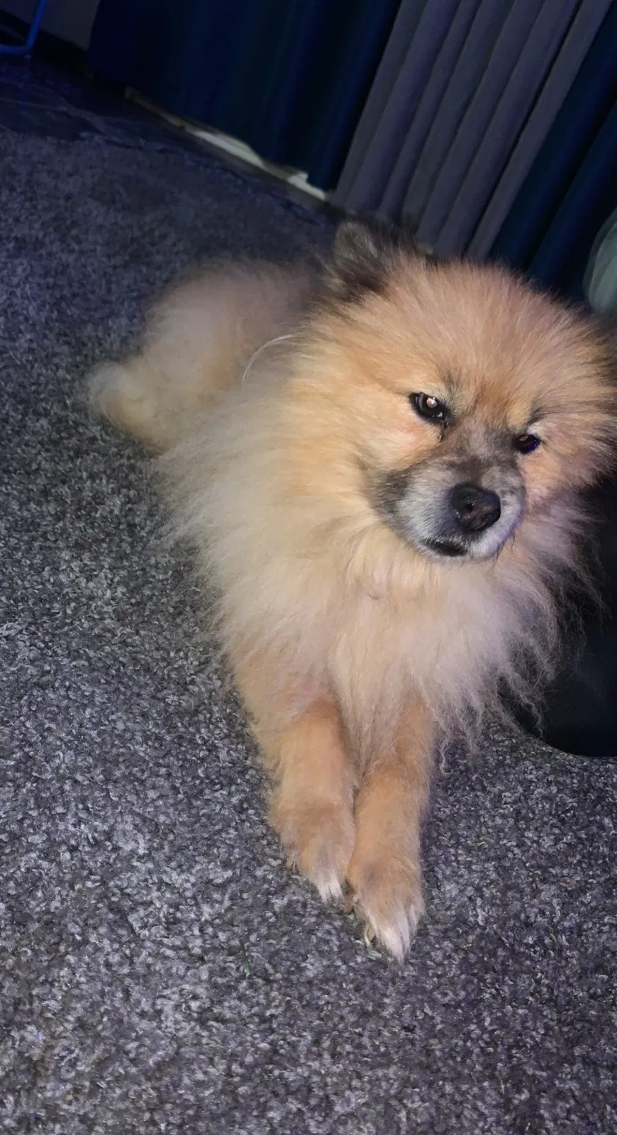 Lost dog in Fresno, CA, 93722