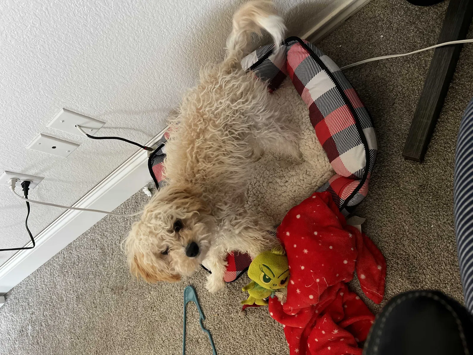Lost dog in Keller, TX, 76244
