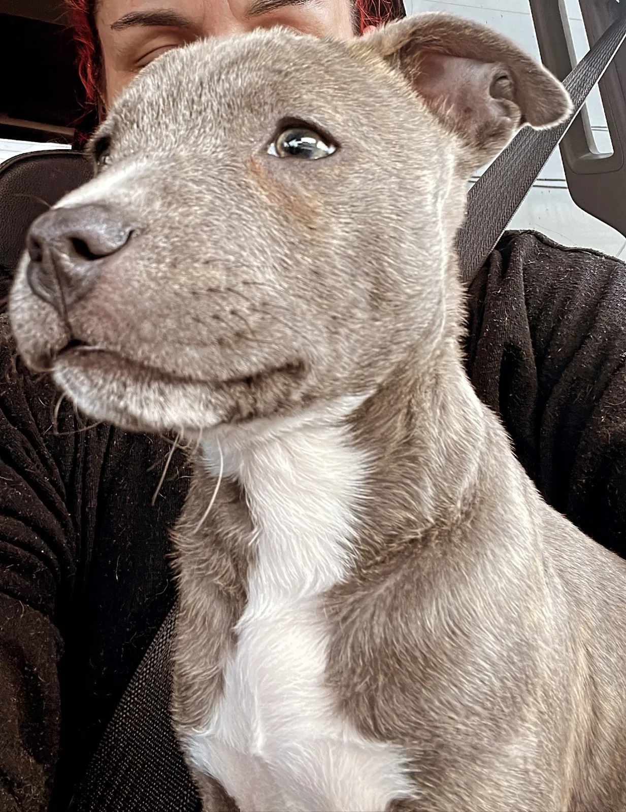 Lost dog in Marysville, WA, 98270