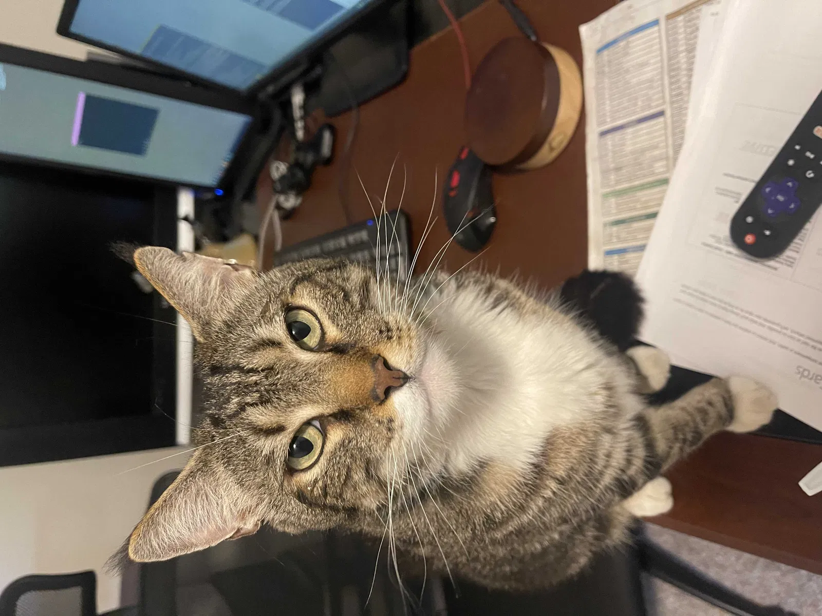 Lost cat in Lugoff, SC, 29078