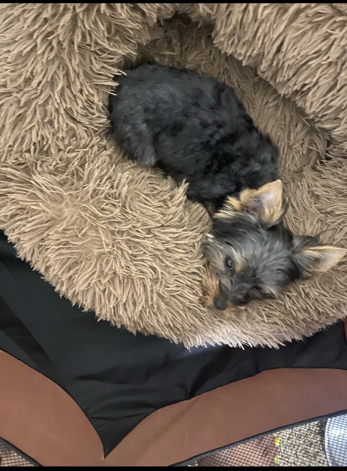 Lost dog in Trussville, AL, 35173