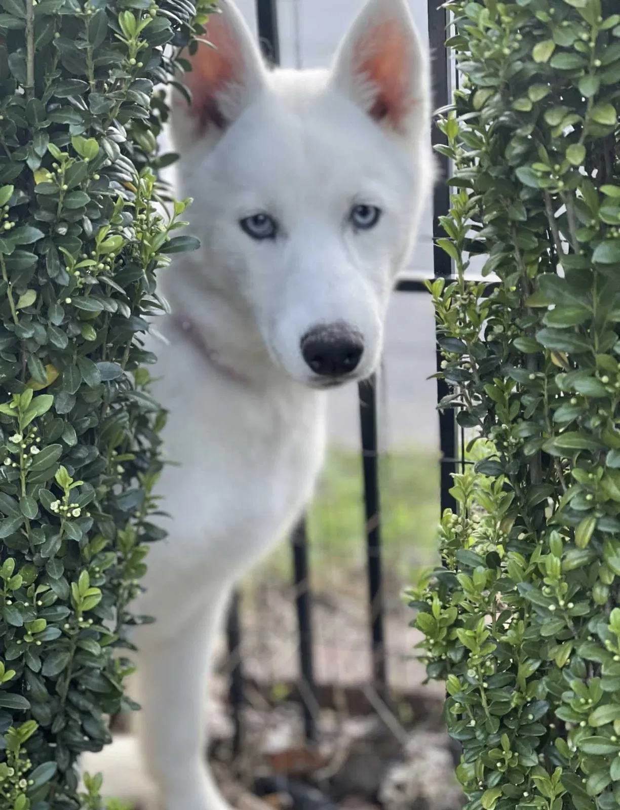 Lost dog in Hudson, NC, 28638