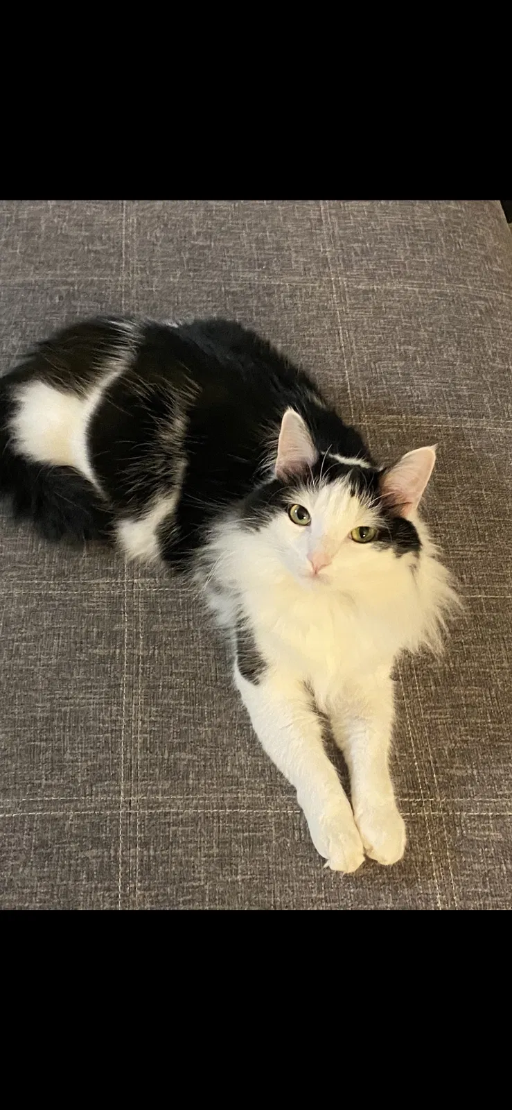 Lost cat in Gainesville, GA, 30504