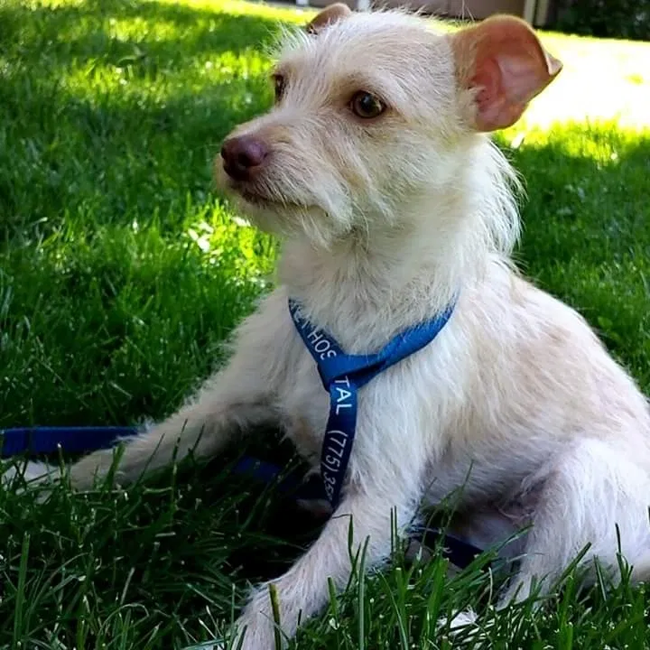 Lost dog in Oklahoma City, OK, 73115