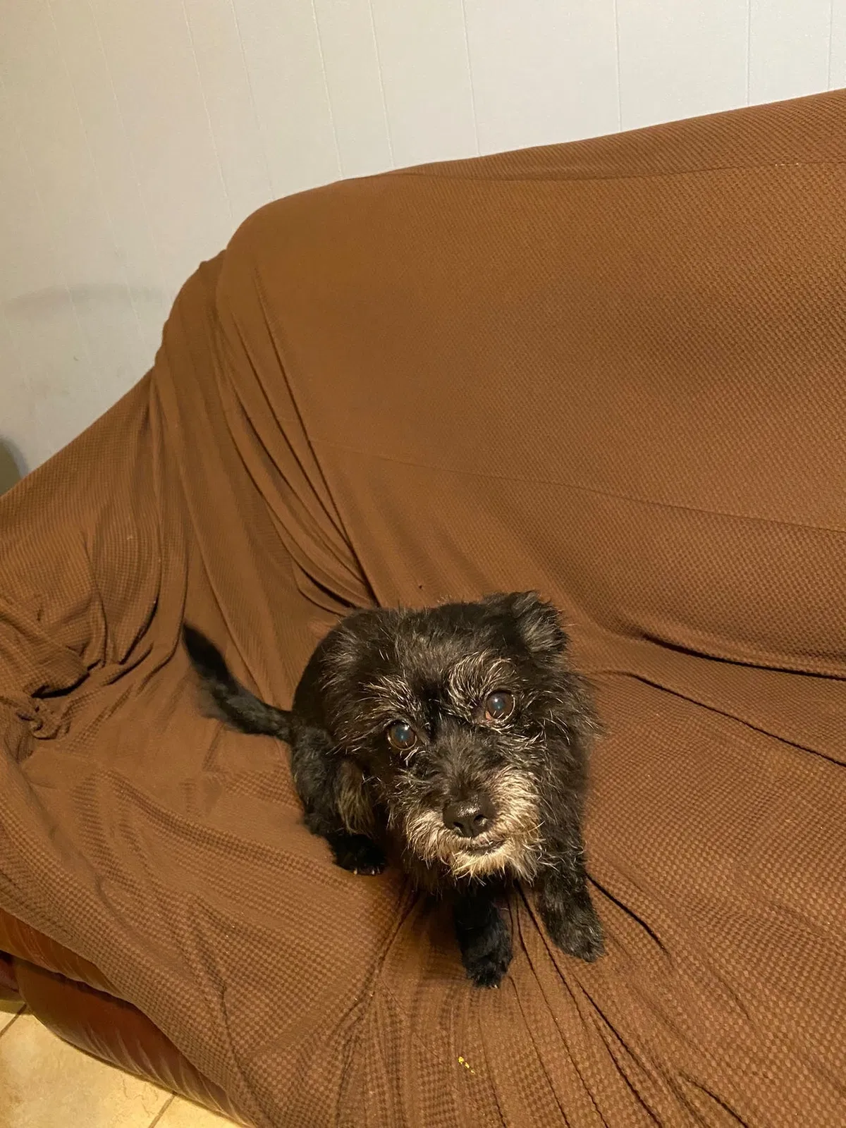 Lost dog in Indianapolis, IN, 46224