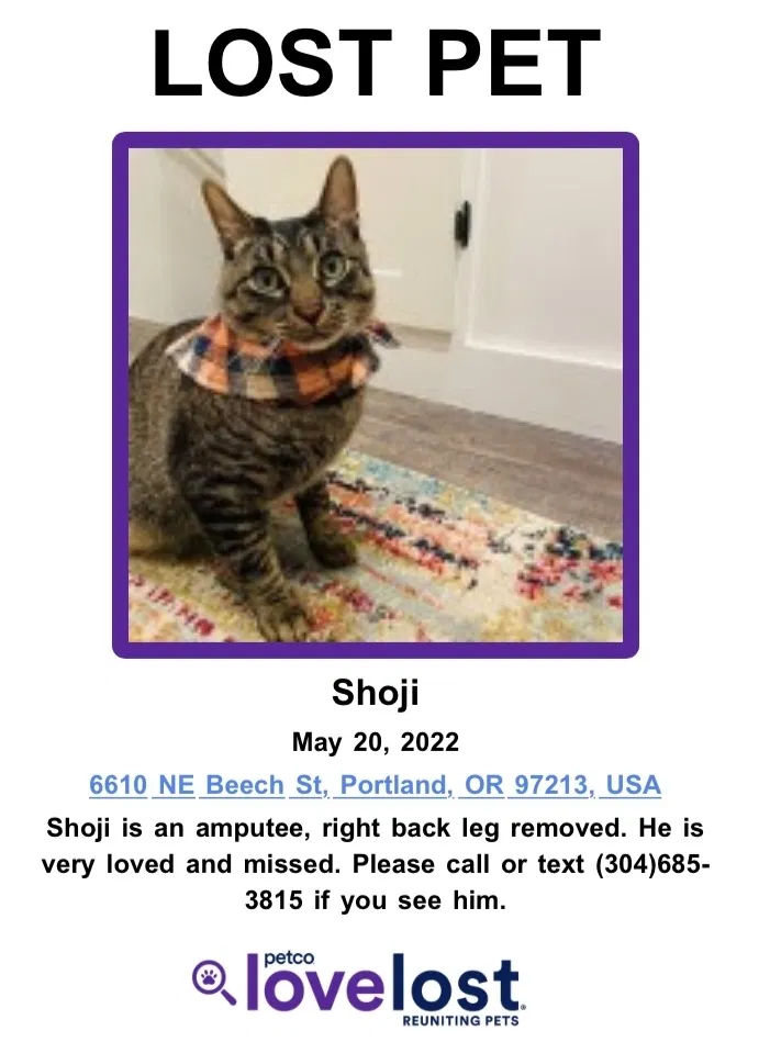 Lost cat in Portland, OR, 97213