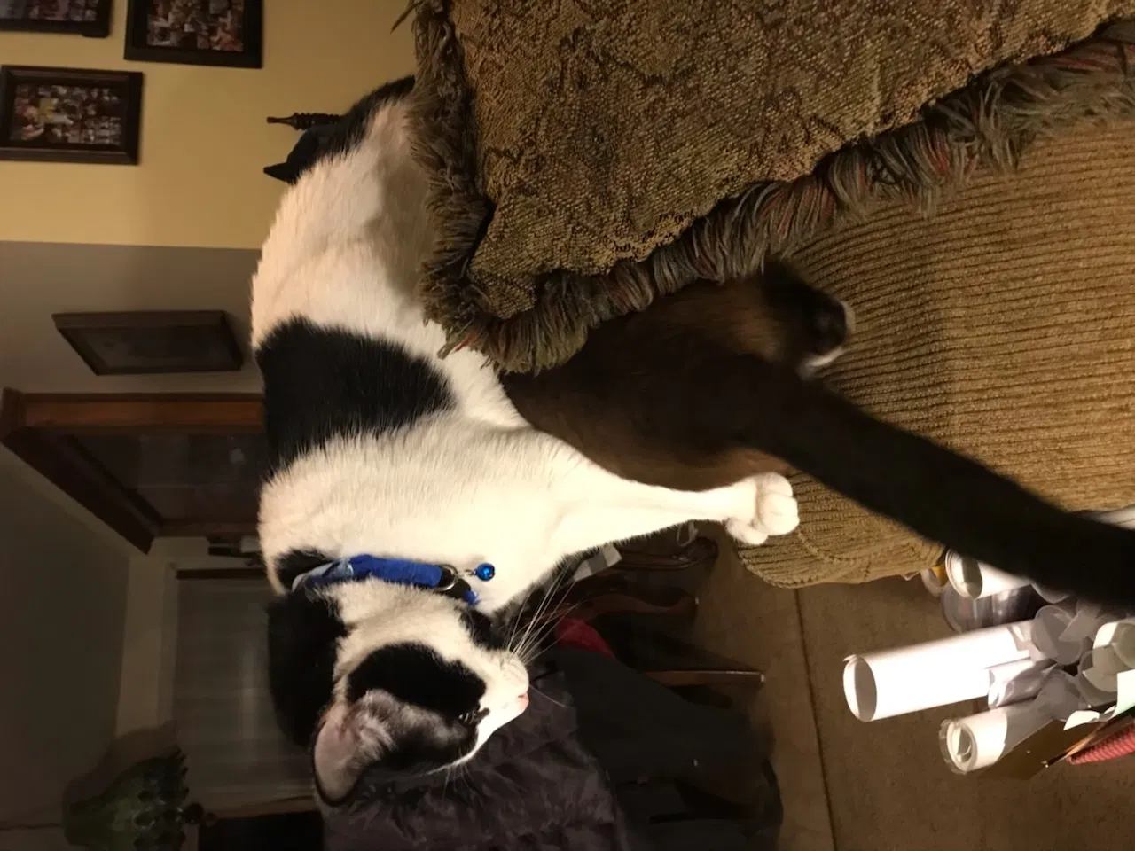 Lost cat in Milwaukee, WI, 53221