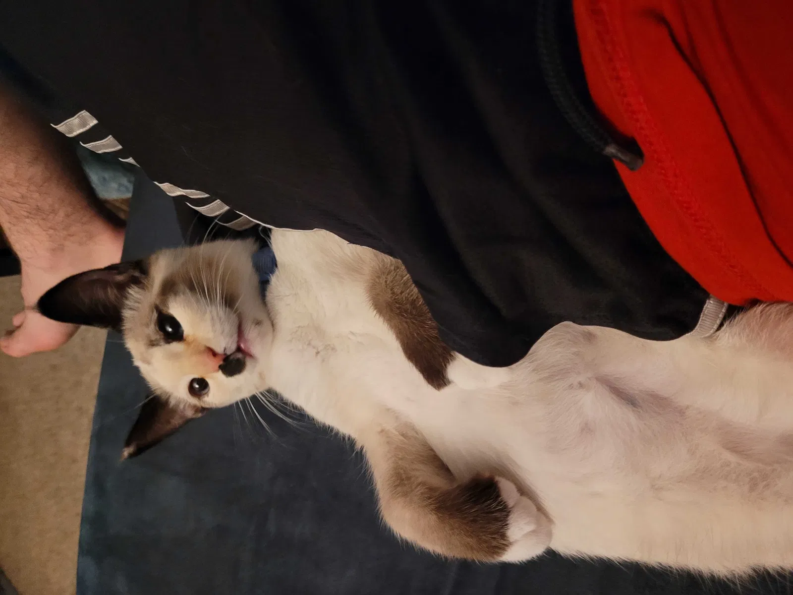 Lost cat in Anchorage, AK, 99501