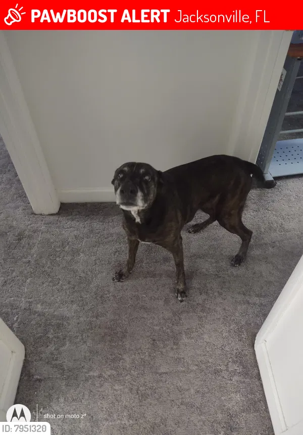 Lost dog in Jacksonville, FL, 32210