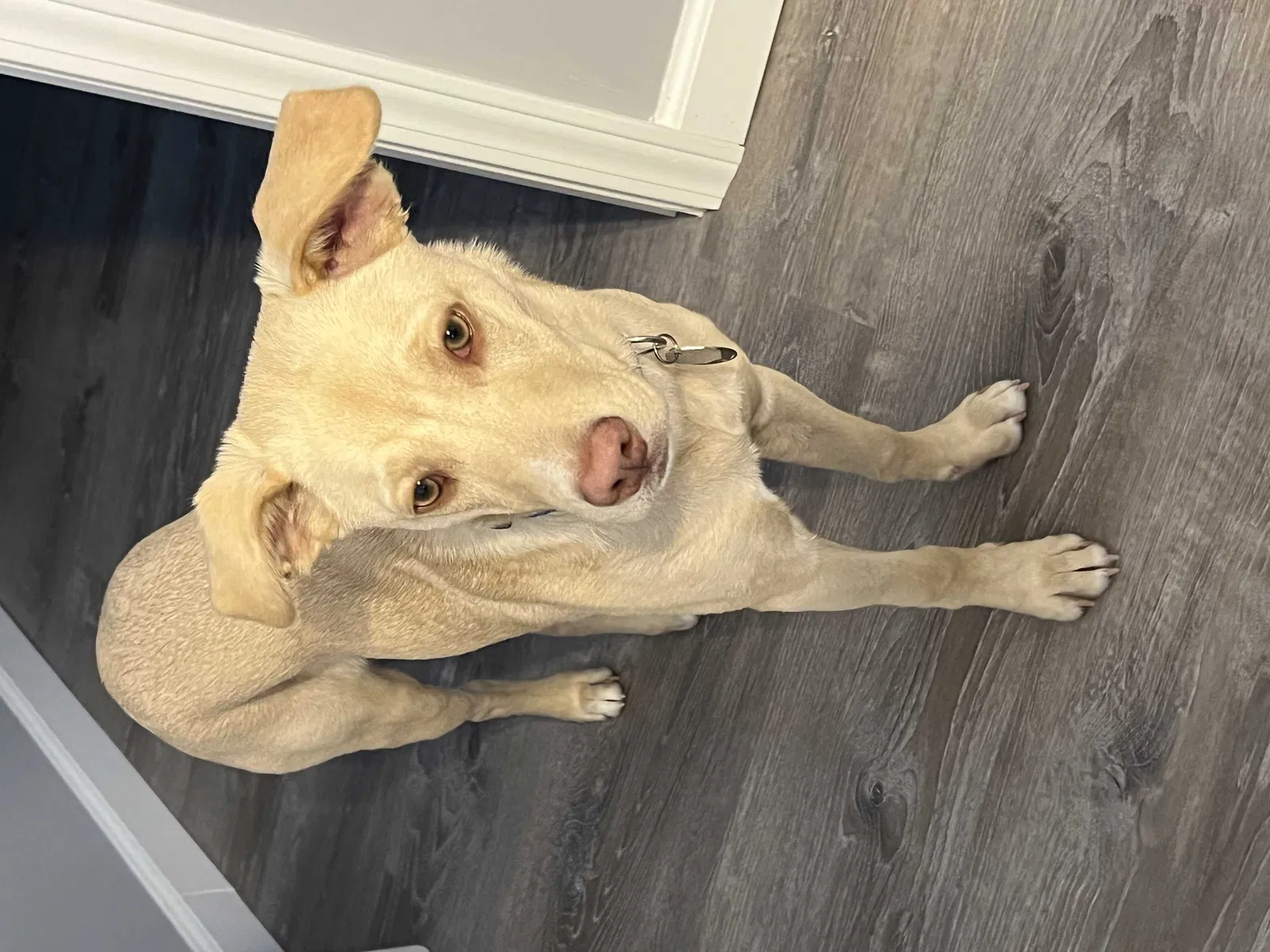 Lost dog in Saint Charles, MO, 63303