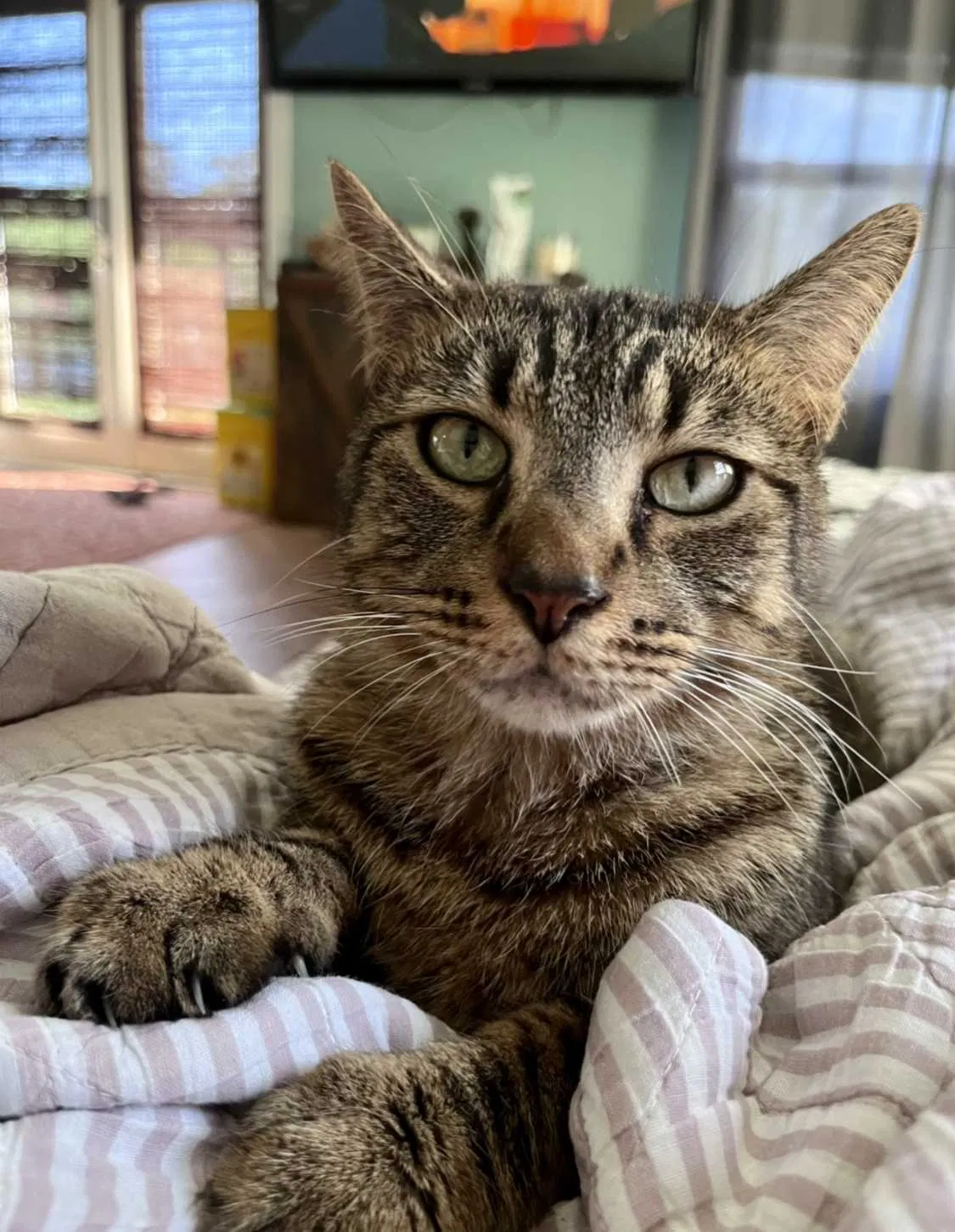 Lost cat in Cocoa, FL, 32926