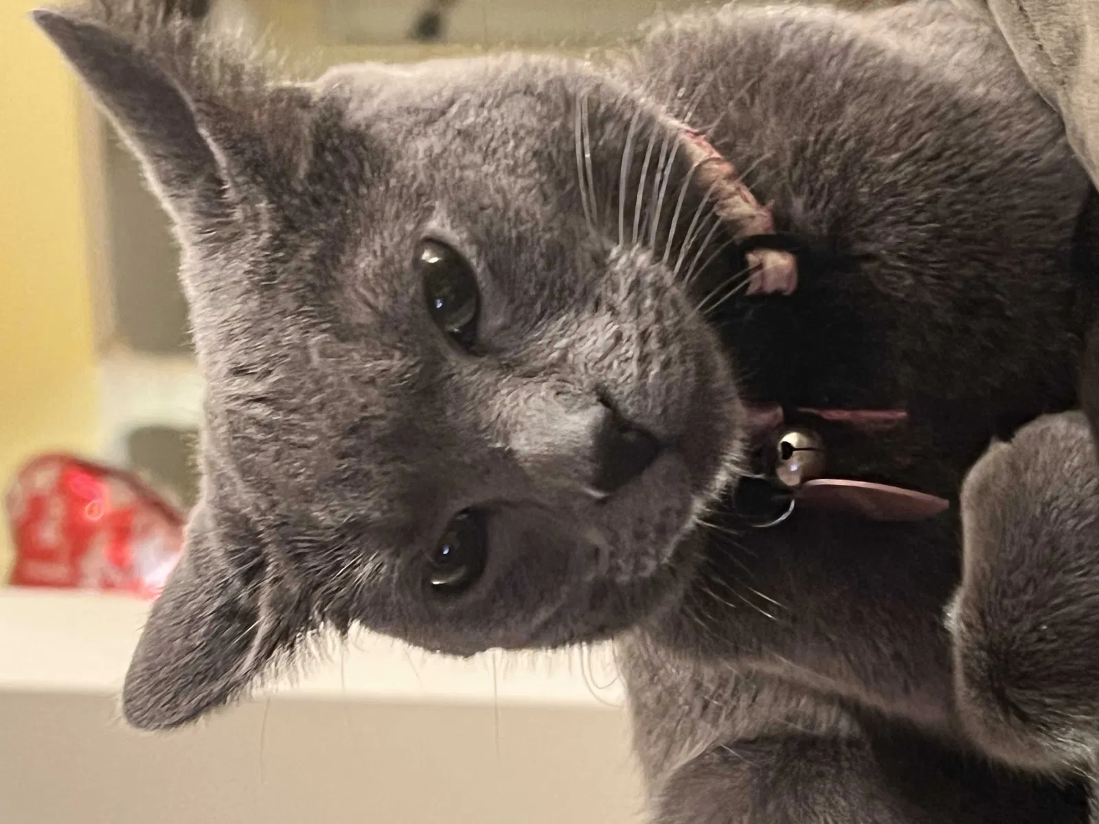 Lost cat in Chantilly, VA, 20151