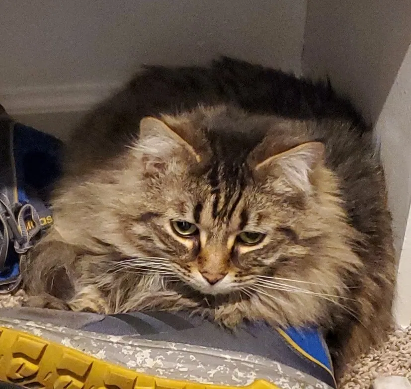 Lost cat in Nashville, TN, 37217