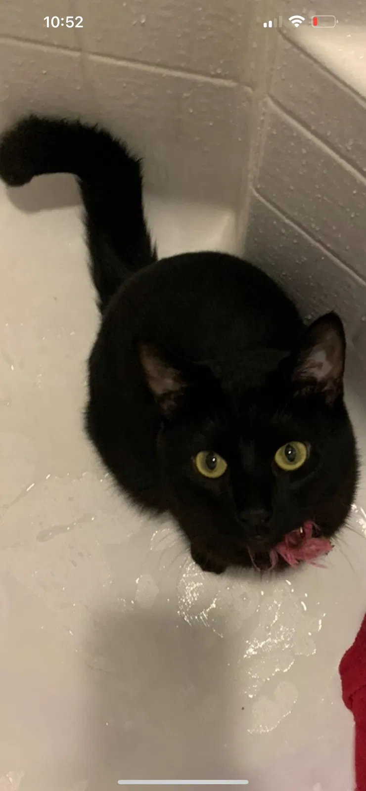 Lost cat in Pittsburgh, PA, 15237