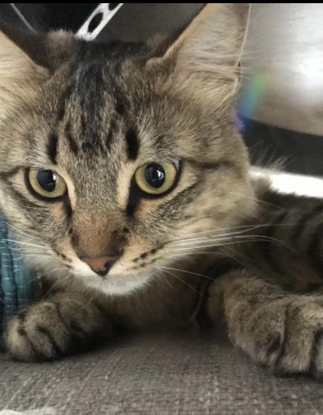 Lost cat in Austin, TX, 78748