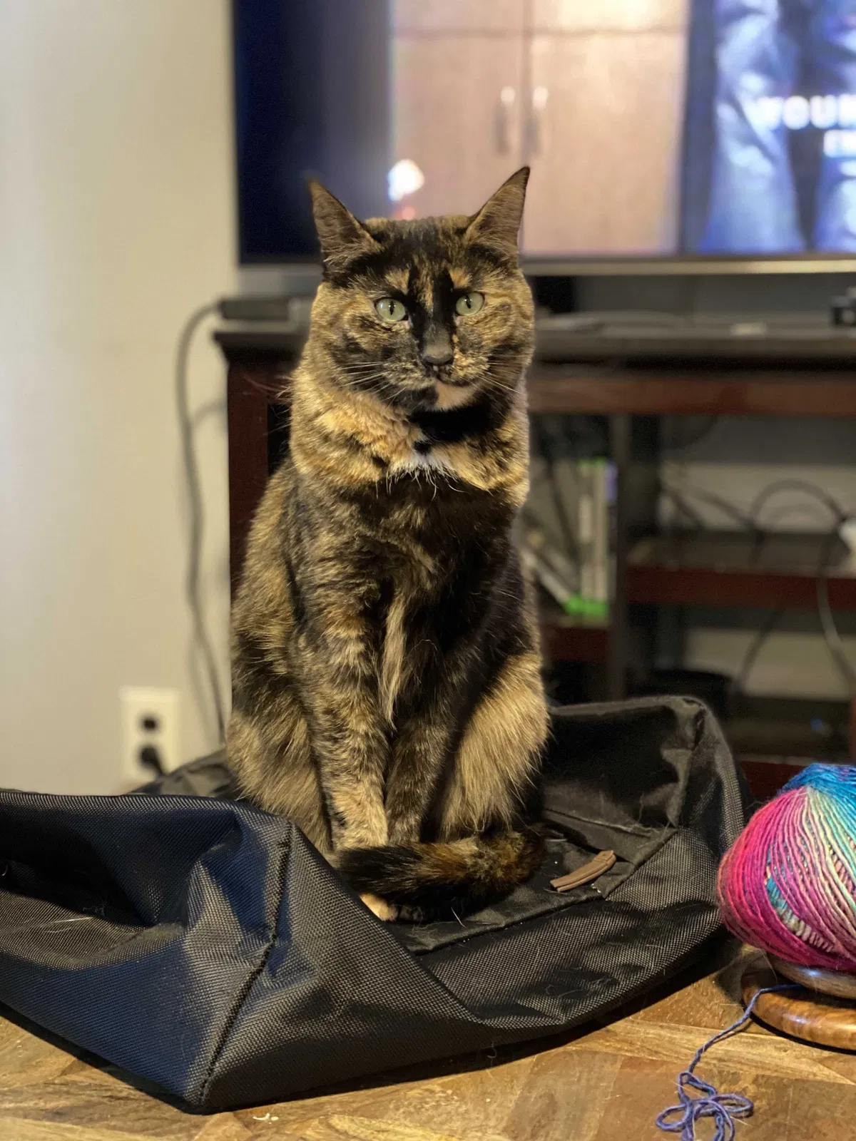 Lost cat in New Brunswick, NJ, 8901