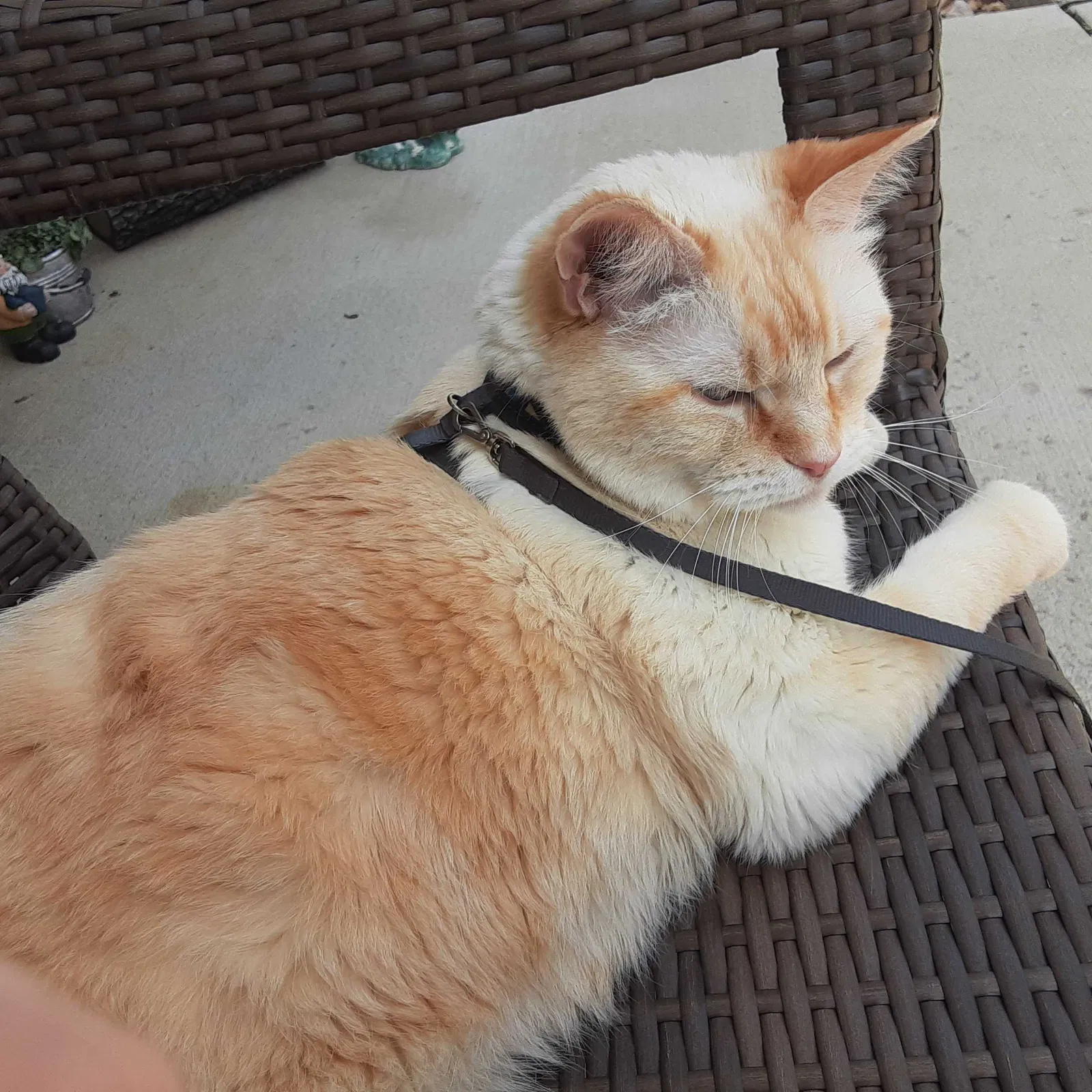 Lost cat in Sioux Falls, SD, 57110