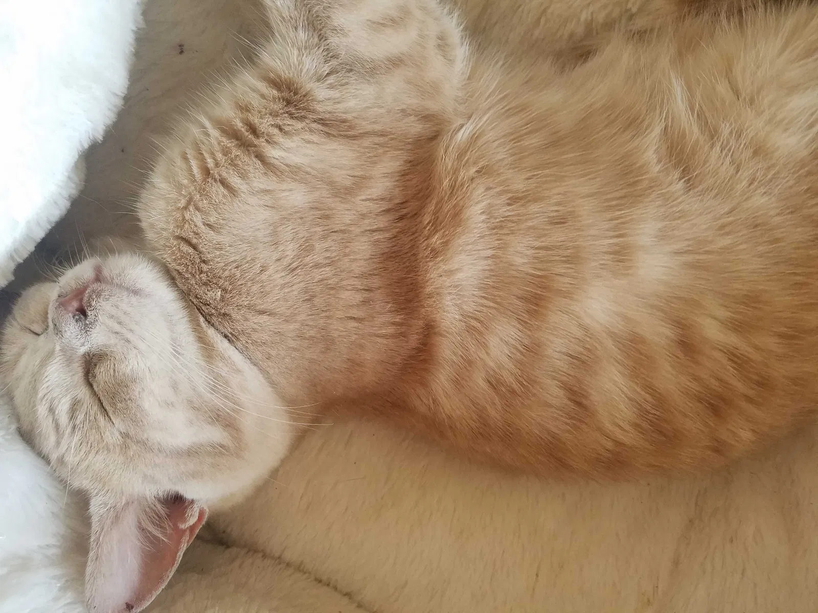 Lost cat in Sheridan, AR, 72150