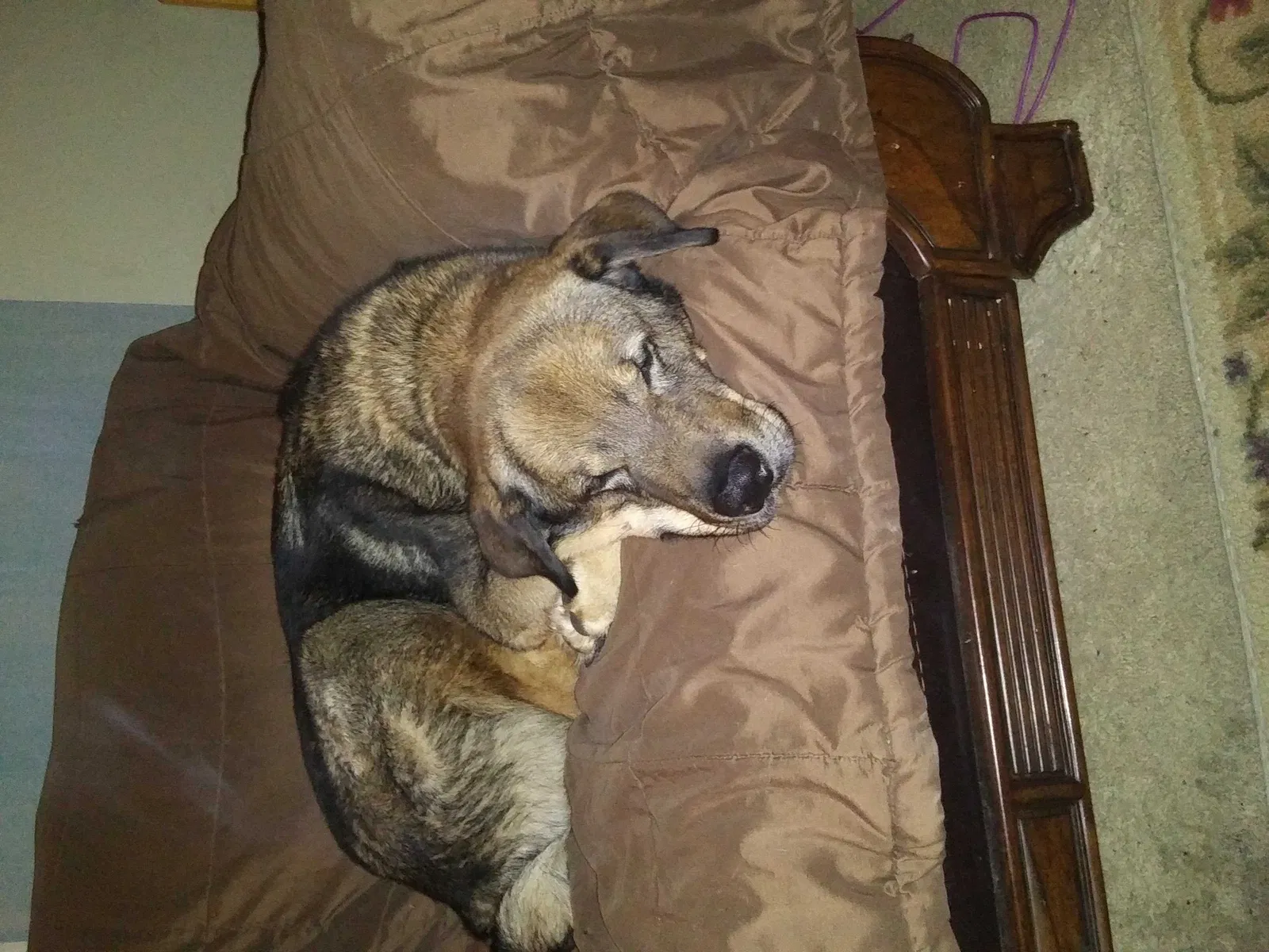 Lost dog in Springfield, MO, 65803